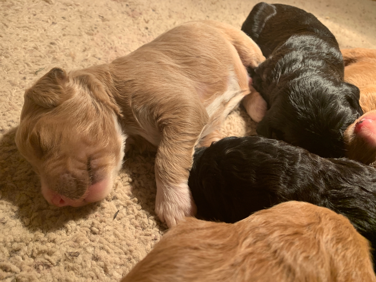 Bernedoodle, Standard Puppy, Ready In June, 2021, Cream and White!